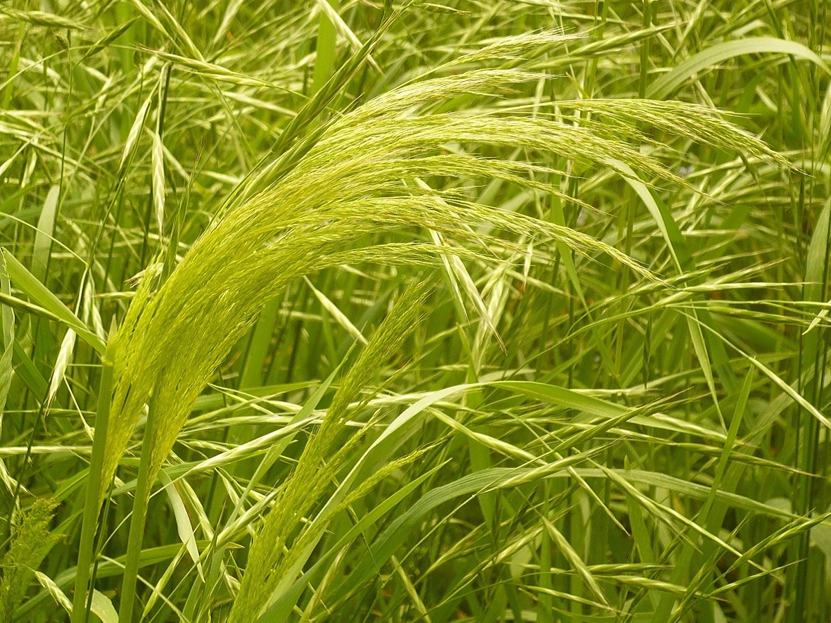 Apera spica-venti subsp. spica-venti (Poaceae)